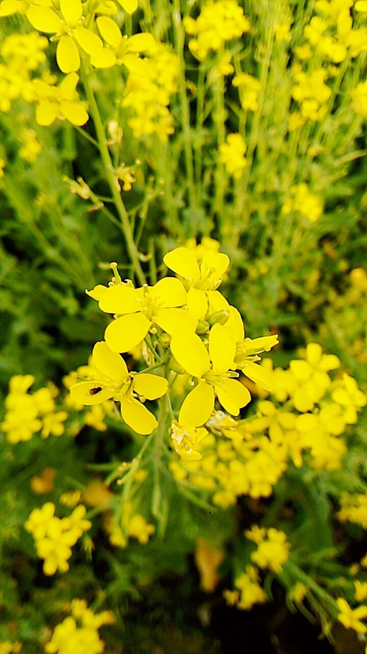 Mastard flower