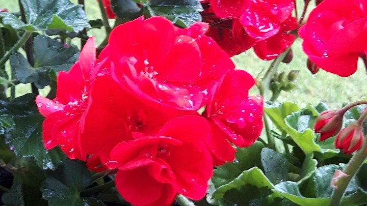 Blüten