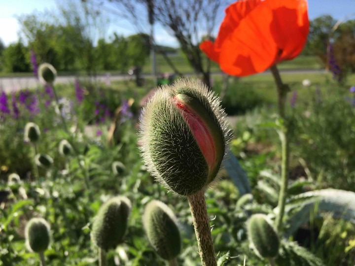 poppy