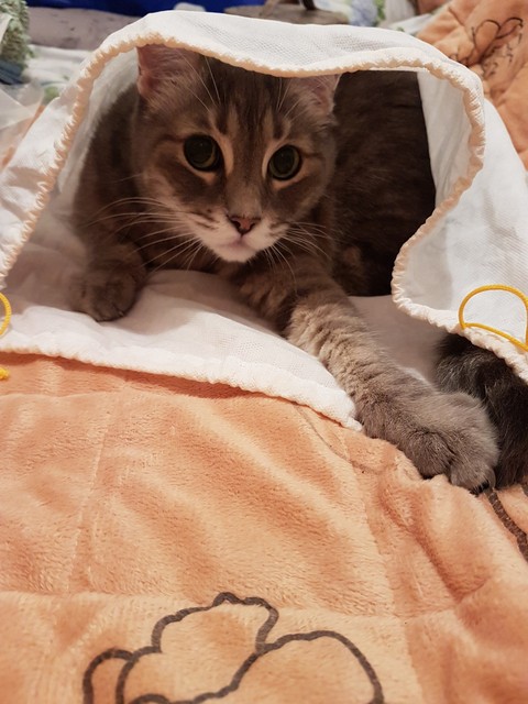 Sissi in busta
