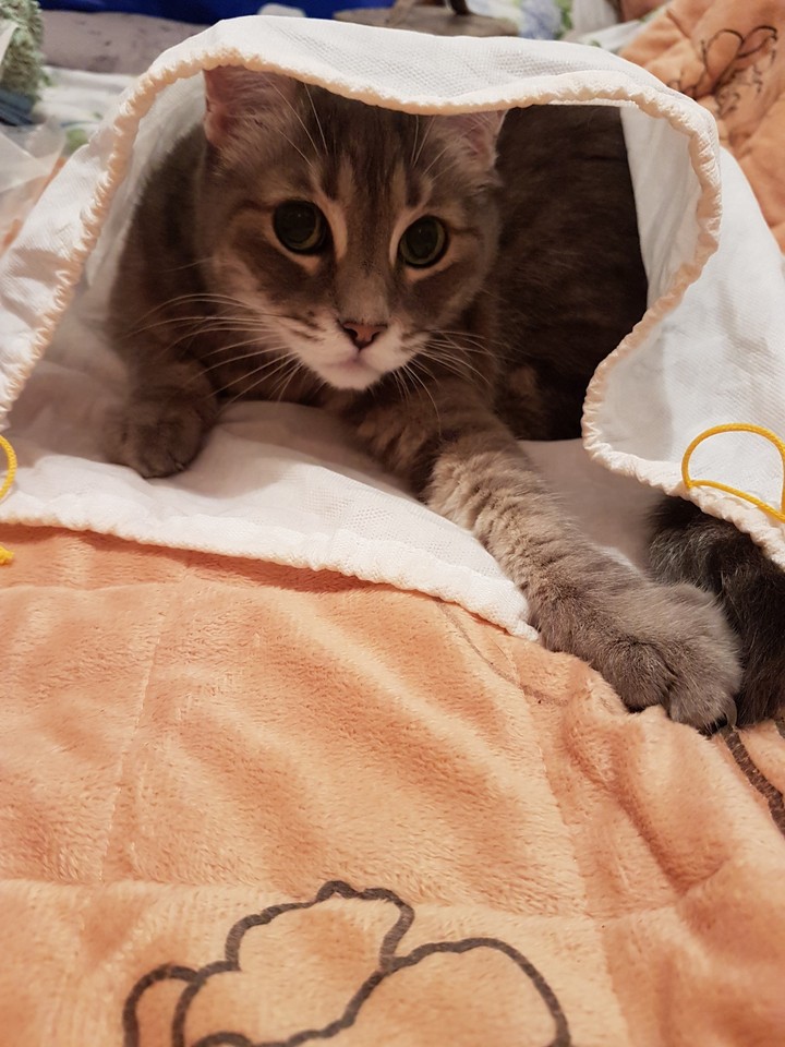 Sissi in busta