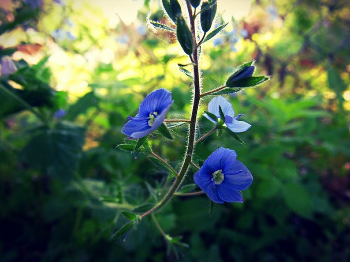 plant