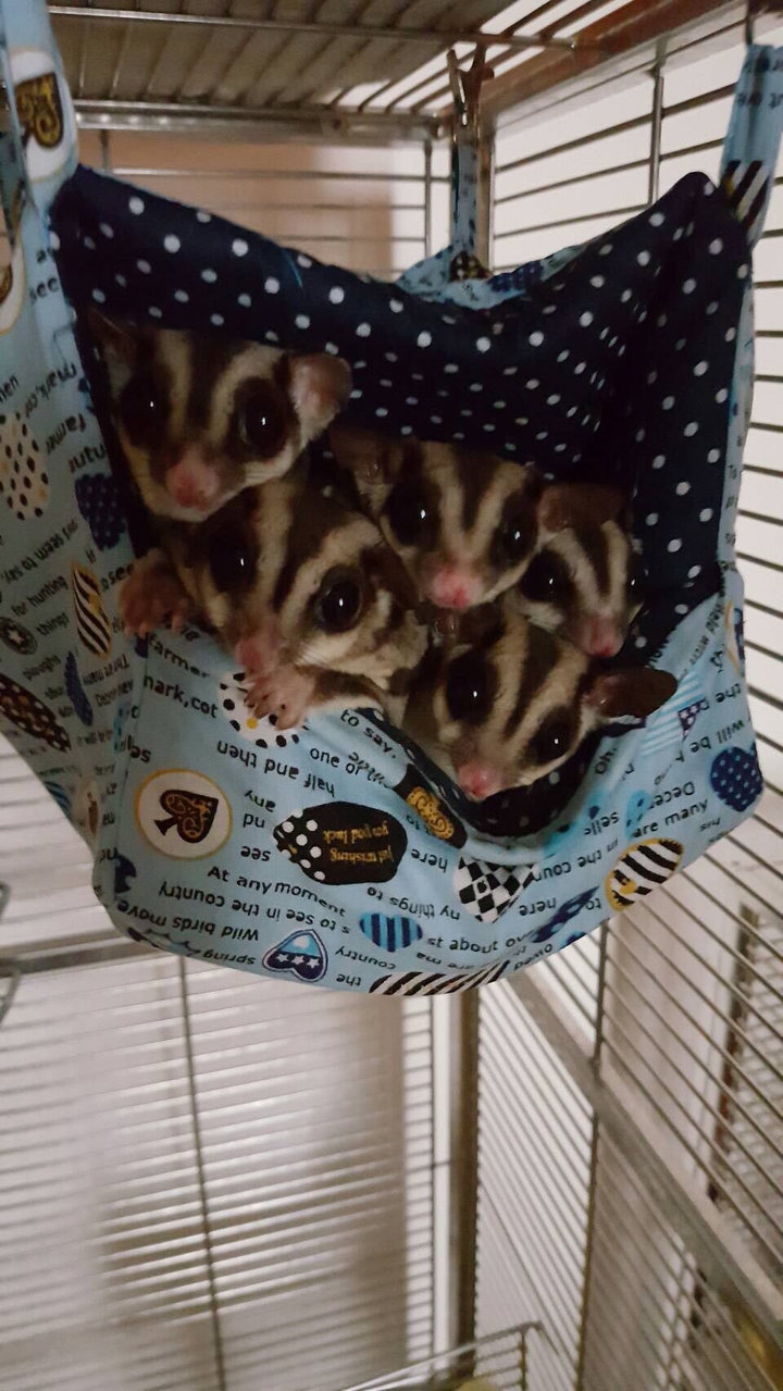 sugar glider 蜜袋鼯
