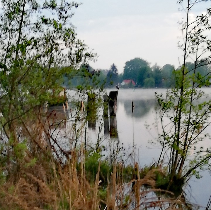 Reiher am See