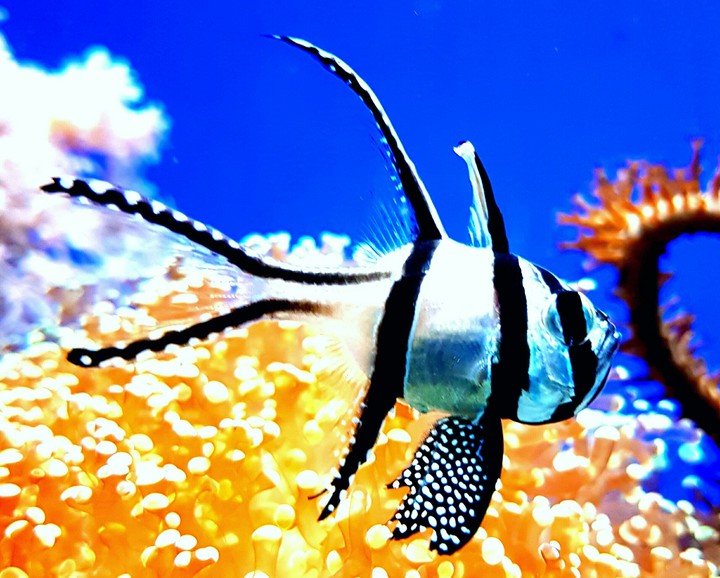 Fisch
