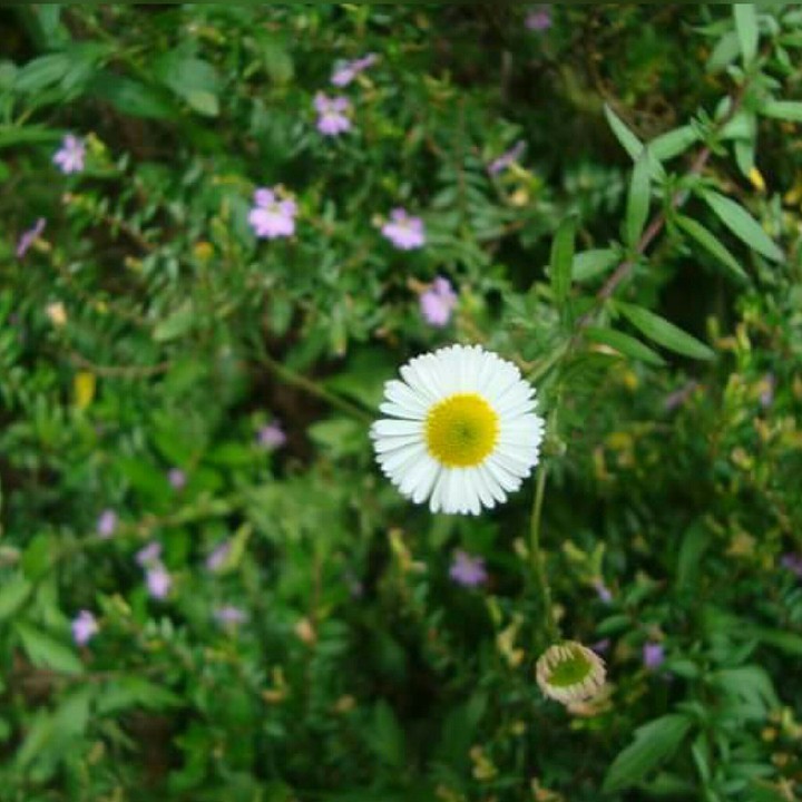 little Flower