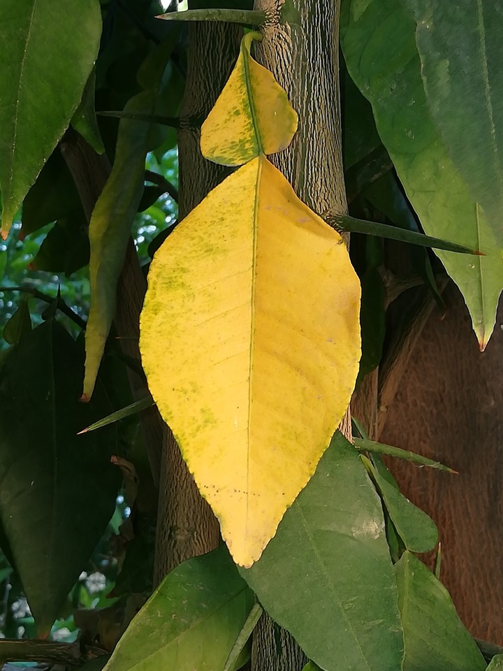 yellow leaf