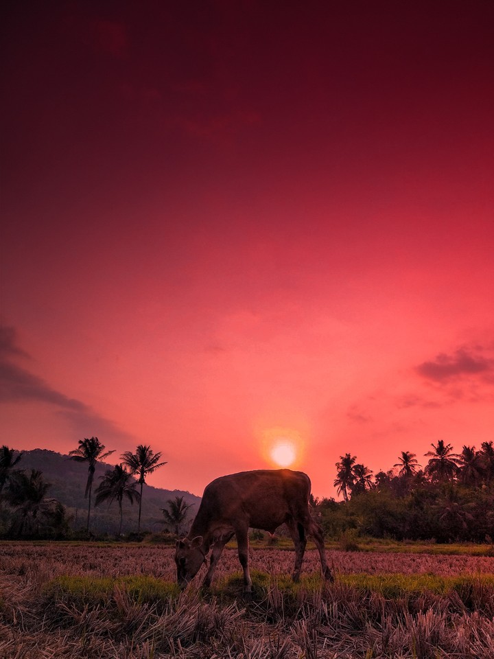 Nature Photography