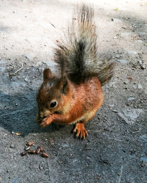 whiskers, Squirrel háttérképek