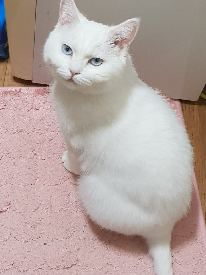 котики