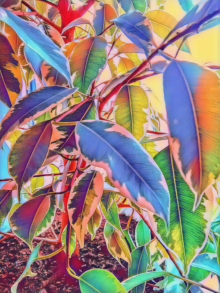 Ficus