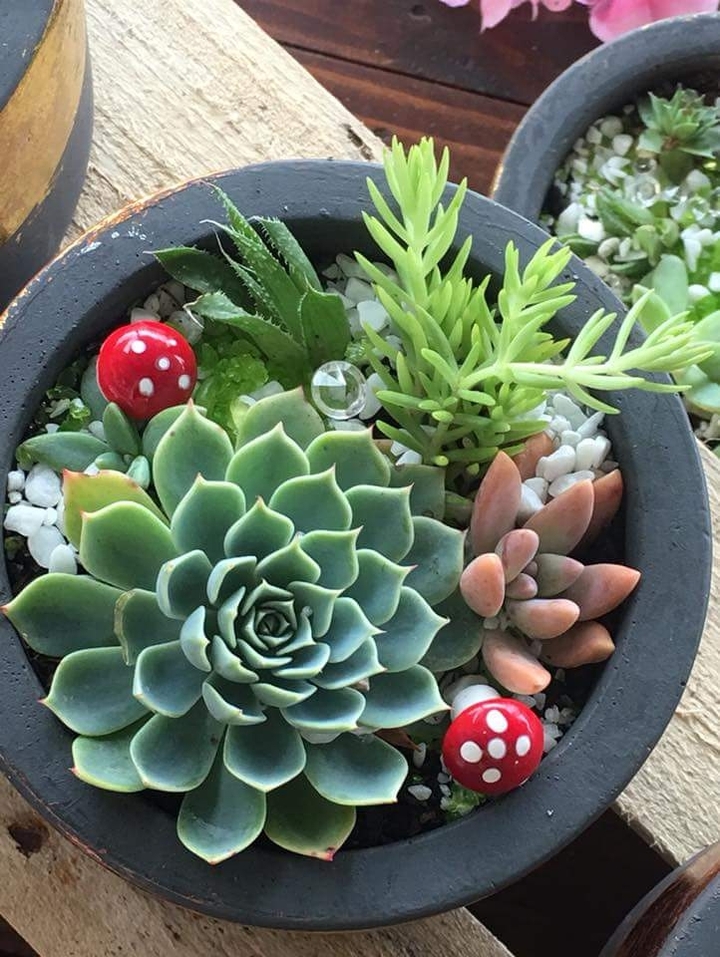 cutest plants