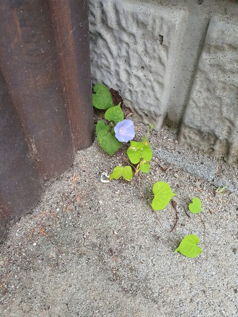 tapety morning-glories, bellflowers