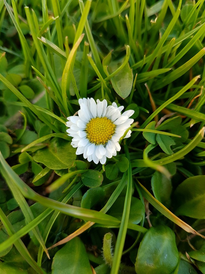 A little daisy in the green grass