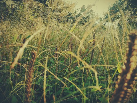 grass
