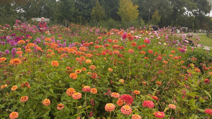Flowers