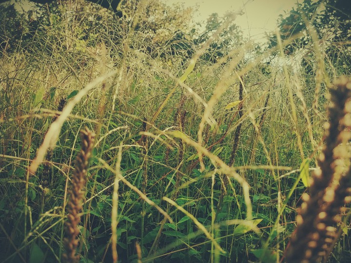grass