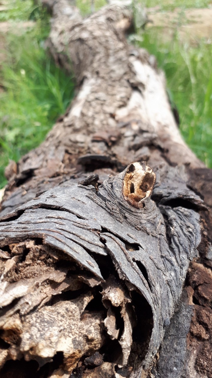 Tree trunk