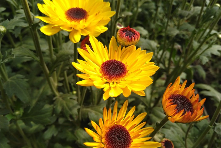 yellow pompon