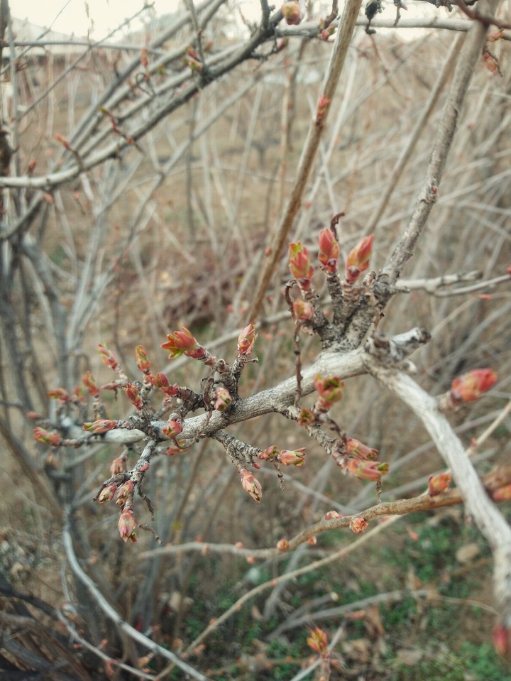Spring