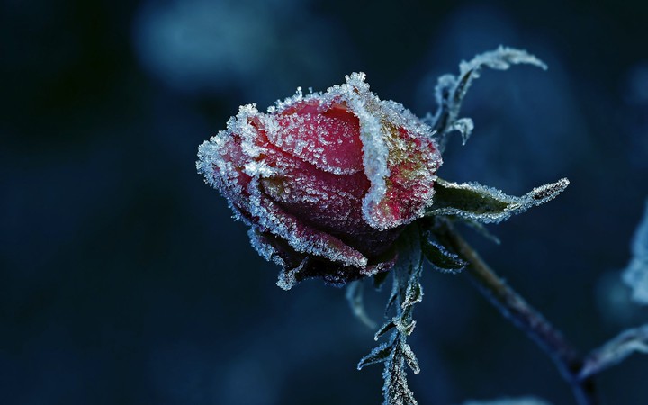 گوله برفا میرقصن⛄❄