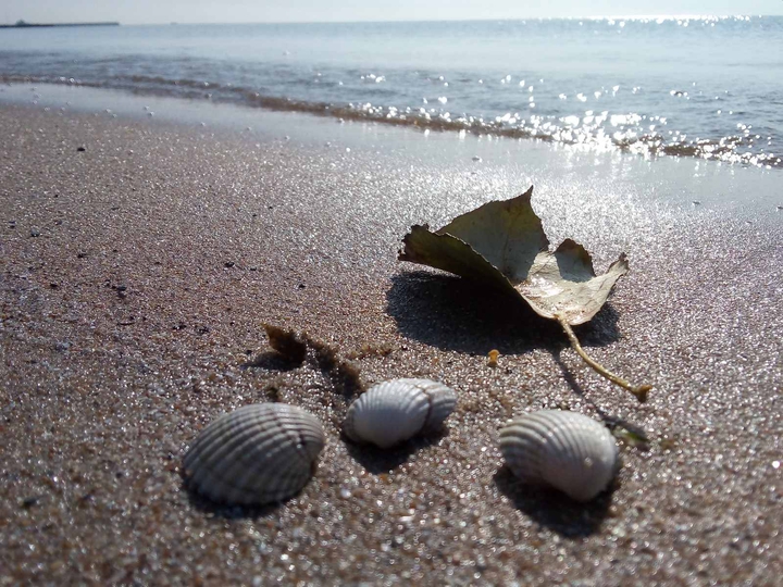 shell&leaf