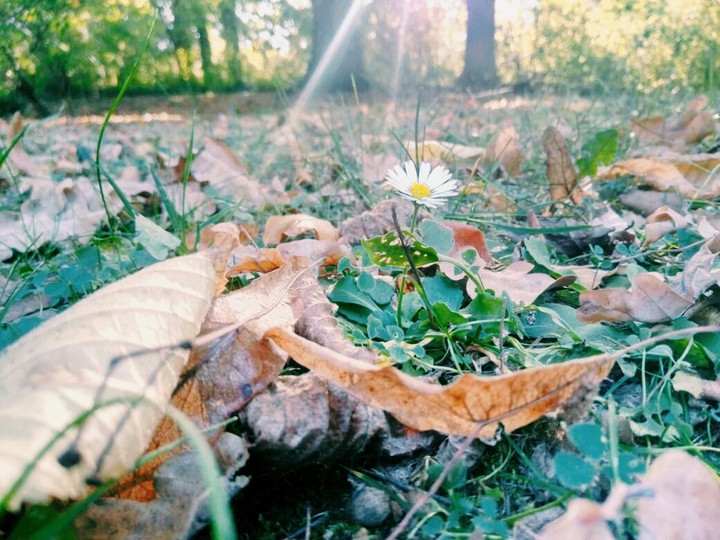 Цвели ромашки