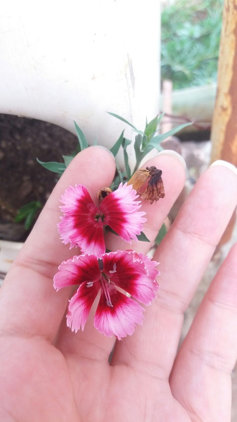 pink flower