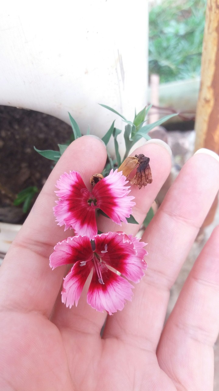 pink flower