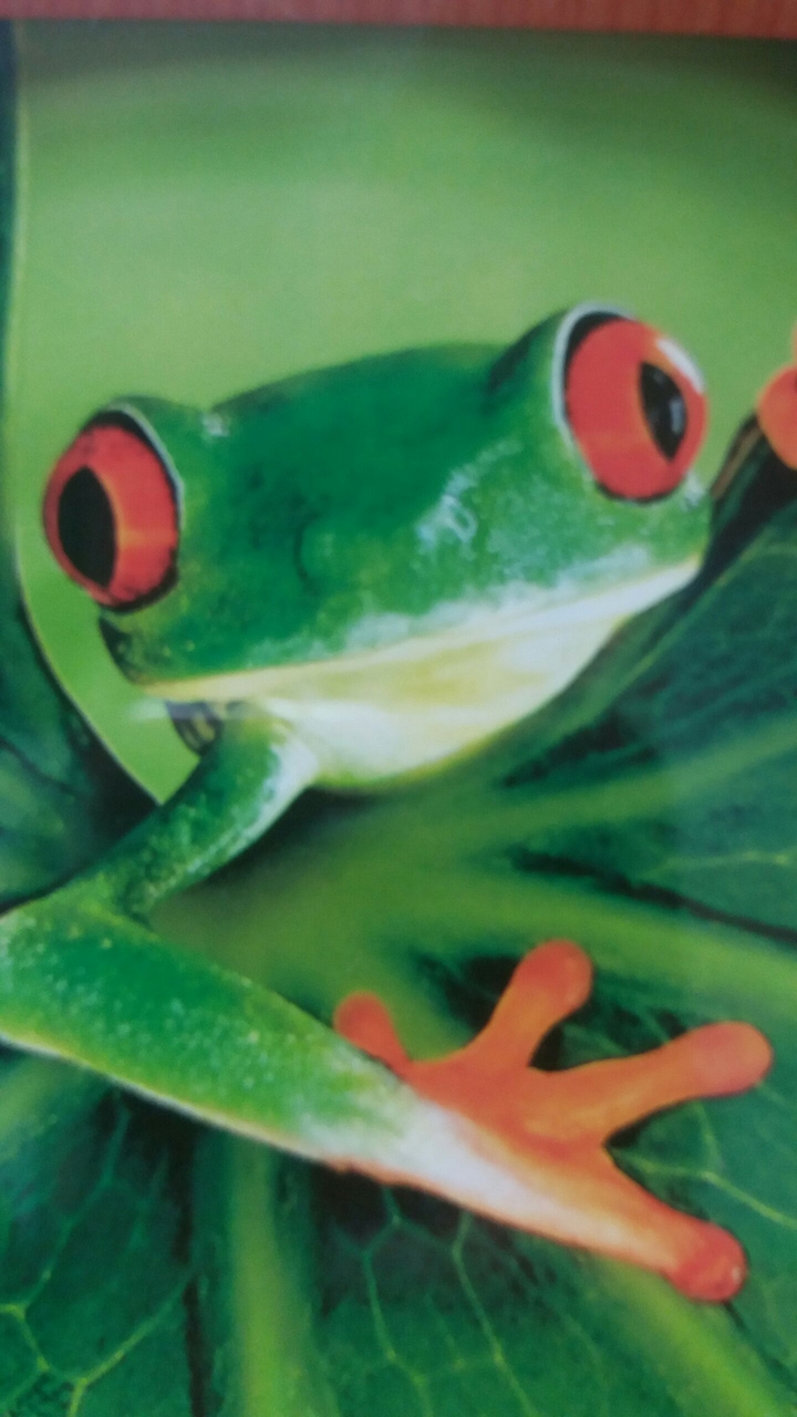 grenouille
