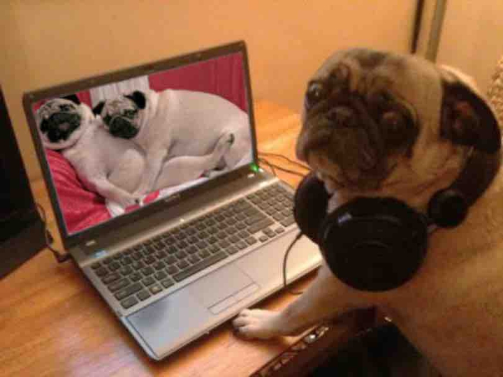 dog watch videos in the laptop