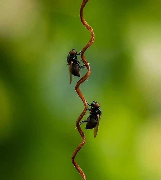 Fly