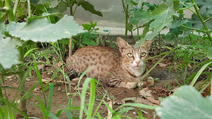 hey kitty..