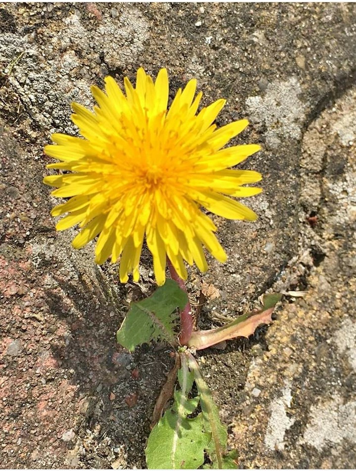 Rock Flower