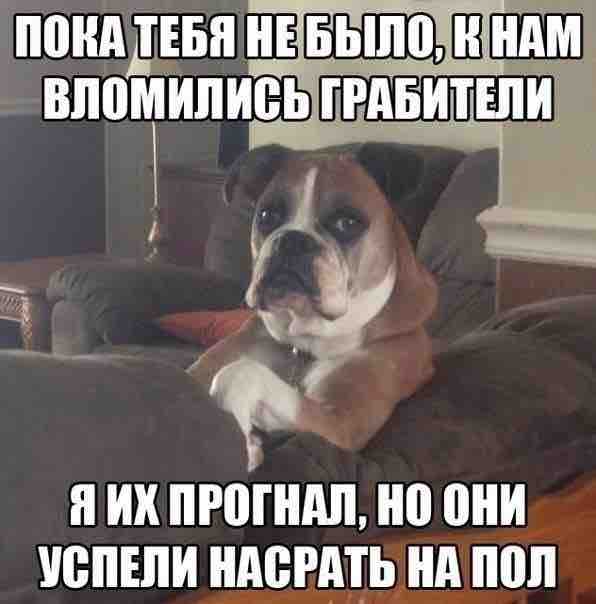 кокгда хозяин вернулся домой