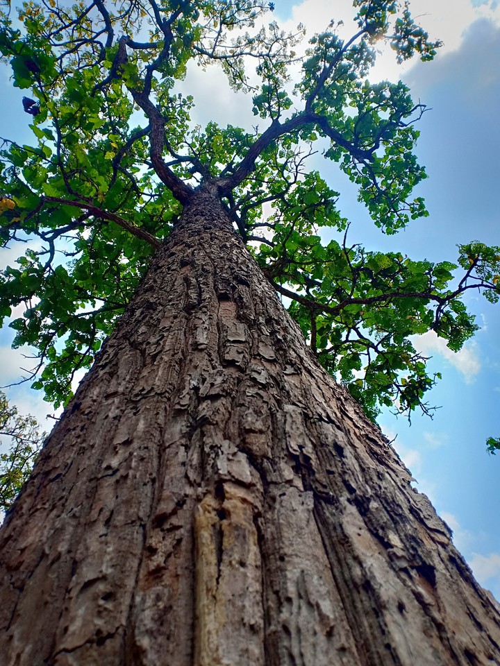 tree and sky
