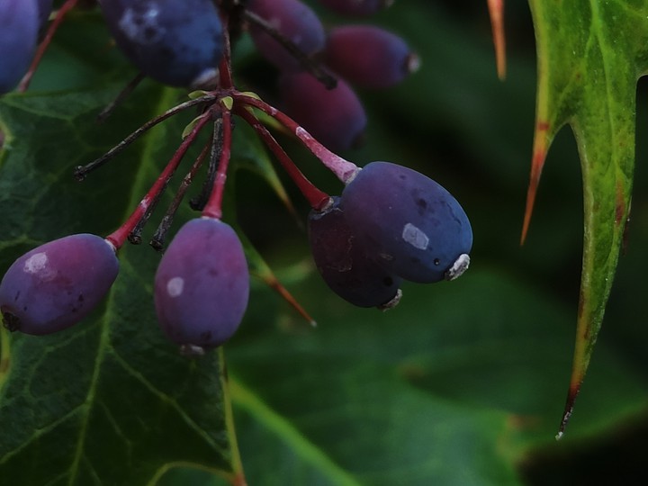 Purple & green