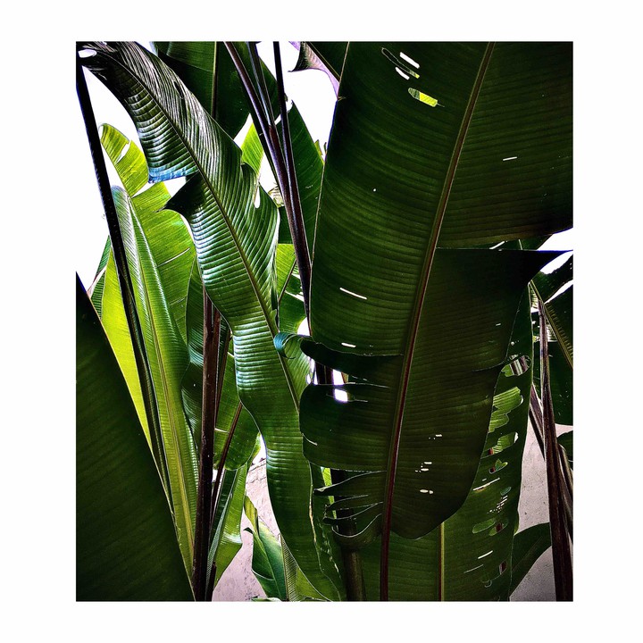 detalhes