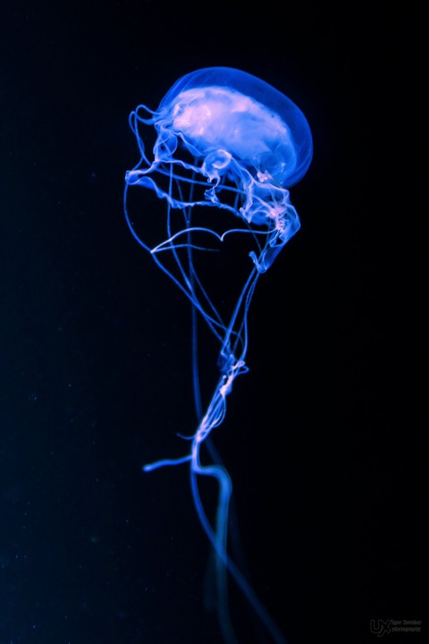 sfondi underwater, Science