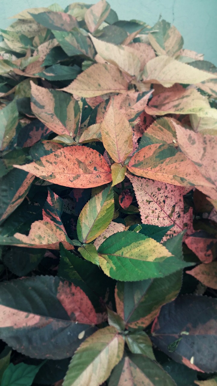 Cocktail leaves..