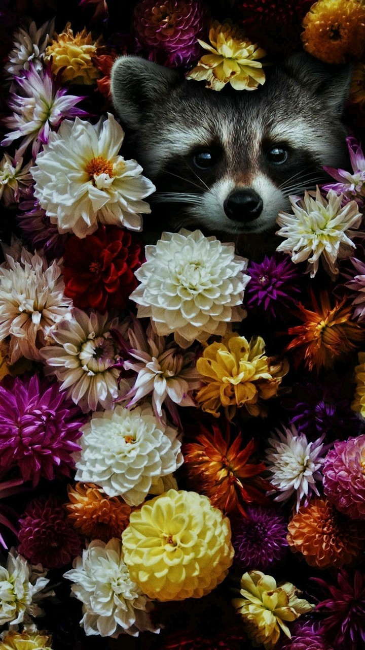 Raccoon