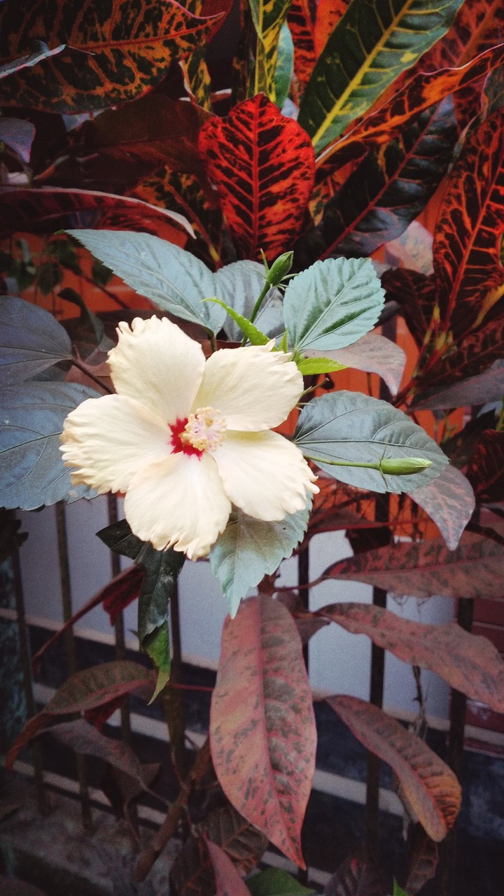 flower