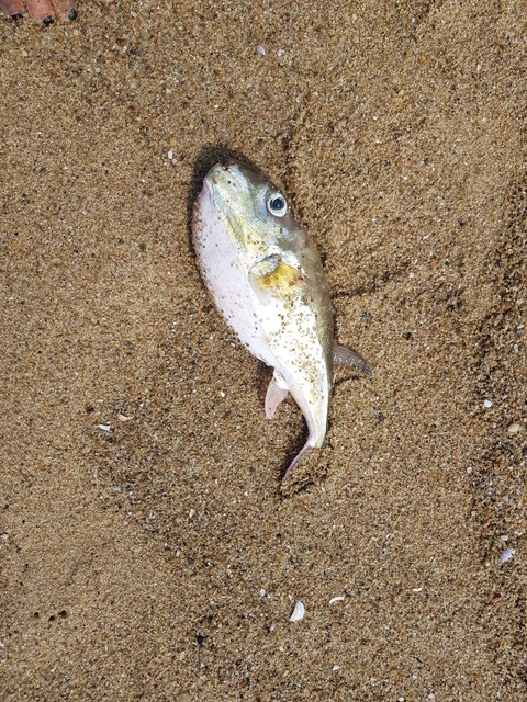 Dead Fish at Beach