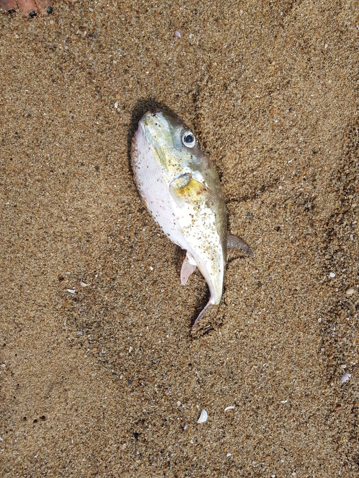 Dead Fish at Beach