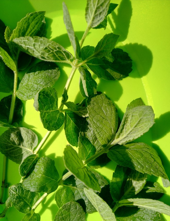 Mint