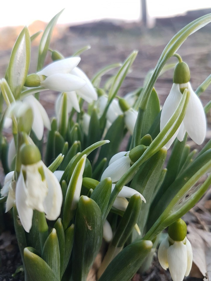 Some flowers