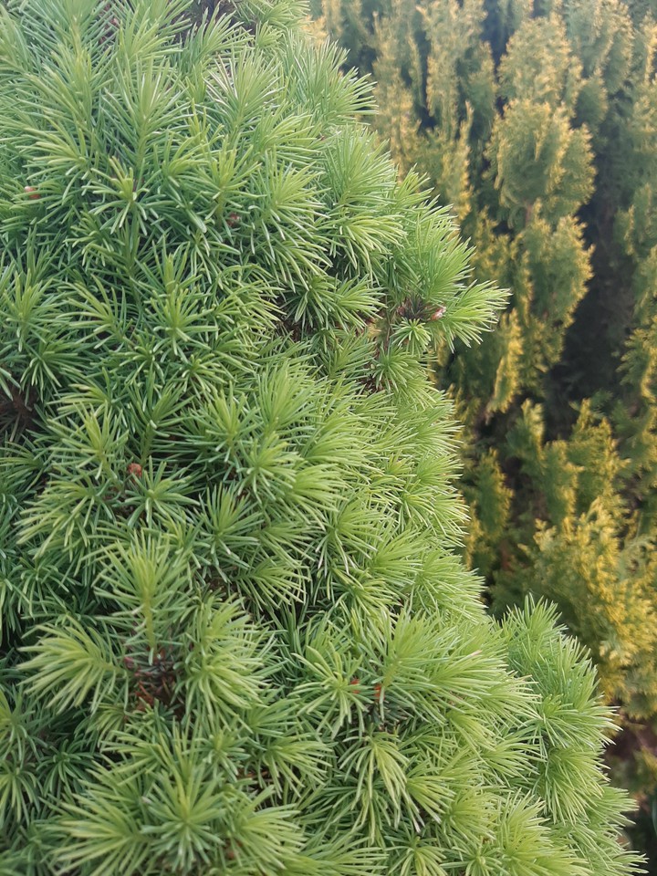 spruce