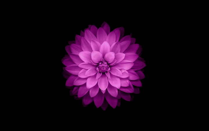iPhone Wallpaper