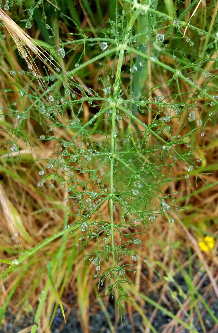 rain