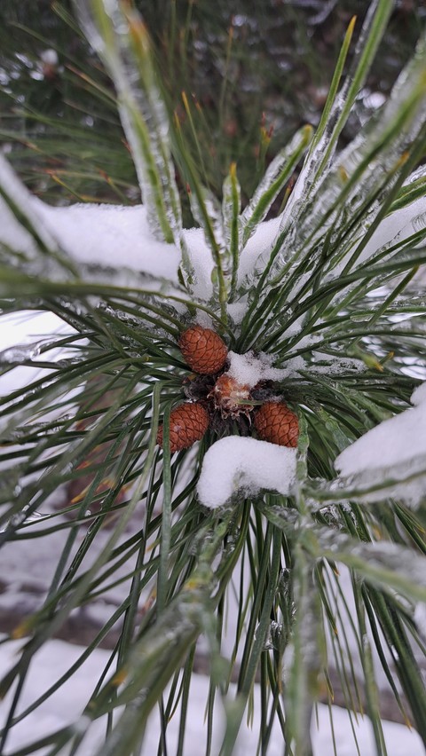 larch, plant wallpapers